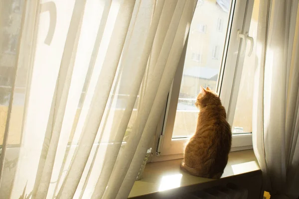 Gatto Rossiccio Con Gli Occhi Grandi Gatto Raggi Del Sole — Foto Stock