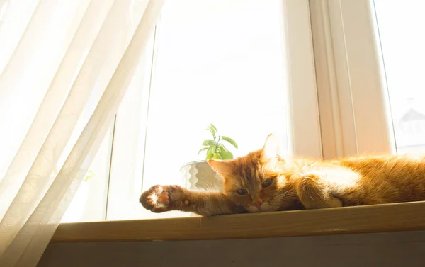 Τζίντζερ Γάτα Μεγάλα Μάτια Γάτα Στις Ακτίνες Του Ήλιου Πορτρέτο — Φωτογραφία Αρχείου
