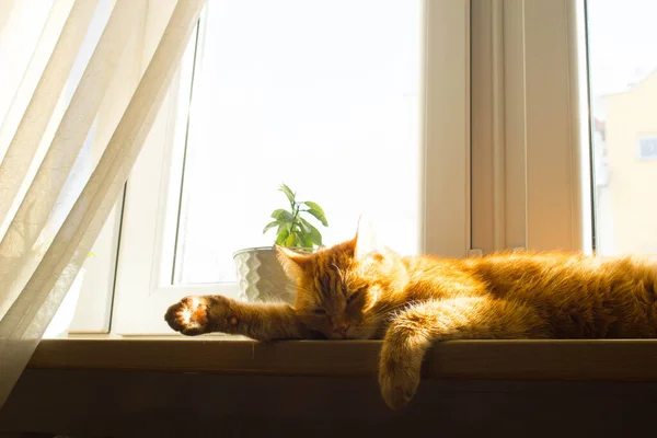 Gato Gengibre Com Olhos Grandes Gato Nos Raios Sol Retrato — Fotografia de Stock