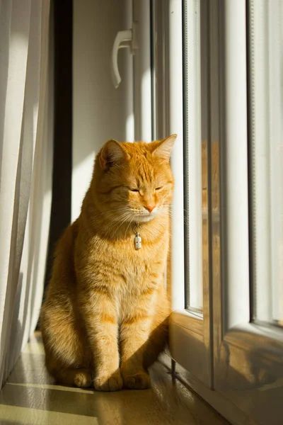 고양이 고양이 초상화 — 스톡 사진