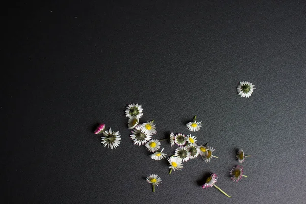 Czarne Tło Kwiatami Bluszczem Kontekst Rama — Zdjęcie stockowe