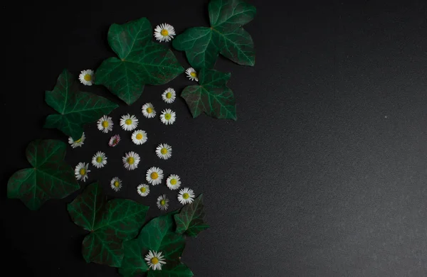 Zwarte Achtergrond Met Bloemen Klimop Achtergrond Kader — Stockfoto
