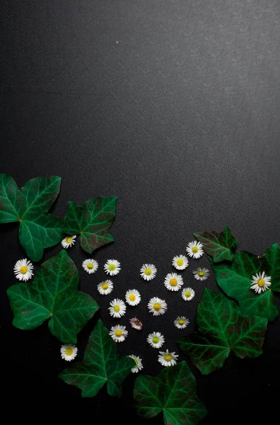 Zwarte Achtergrond Met Bloemen Klimop Achtergrond Kader — Stockfoto