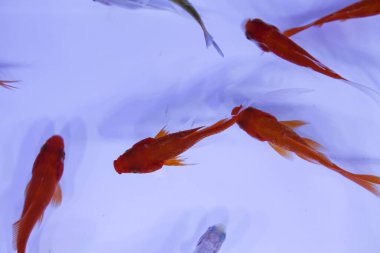 Küçük koi balıklarının manzarası, sazan balığı. Beyaz arkaplan