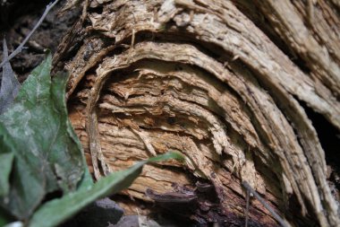 Eski kuru bir kütüğün kesiminin dokusu