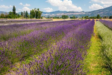 Çiçek açan lavanta tarlalarının panoramik manzarası, ufukta görünen yeşil tepeler ve dağlar, Assisi, Perugia, İtalya