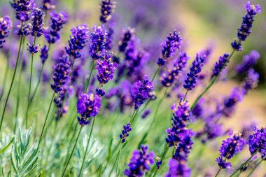 Renkli mor lavanta çiçeklerinin yakın görüntüsü, Asissi, Perugia, İtalya