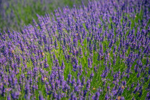 Renkli mor lavanta çiçeklerinin yakın görüntüsü, Asissi, Perugia, İtalya