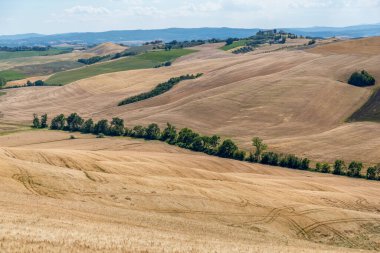 Hasat zamanı Asciano bölgesinin yeşil ve sarı manzaralı panoraması, Siena Eyaleti, Tuscany, İtalya