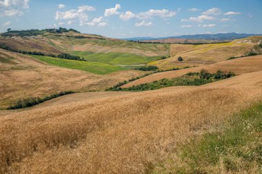 Hasat zamanı, Ascanio bölgesindeki sarı tarlaların ve yeşil çayırların manzarası, Siena Eyaleti, Toskana, İtalya