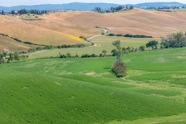 Siena Eyaleti, Tuscany, İtalya 'da hasat zamanı, Asciano bölgesinin yeşil tarlaları ve çayır manzarası.