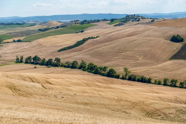 Hasat zamanı Asciano bölgesinin yeşil ve sarı manzaralı panoraması, Siena Eyaleti, Tuscany, İtalya