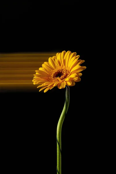 Koyu bir arka planda tam gelişmiş sarı bir gerbera. Hareketin izi