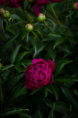 Bahçedeki zümrüt yeşilliğinin arka planında pembe şakayık çiçeği. Pembe pion.