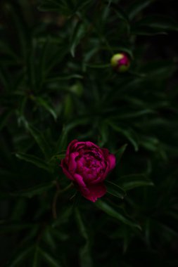 Bahçedeki zümrüt yeşilliğinin arka planında pembe şakayık çiçeği. Pembe pion.