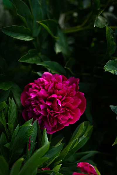 Flor Peônia Rosa Fundo Verde Esmeralda Jardim Pénis Rosa — Fotografia de Stock