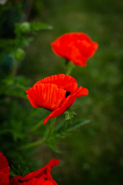 Rote Mohnblumen Einem Hellgrünen Garten Blühender Mohn — Stockfoto