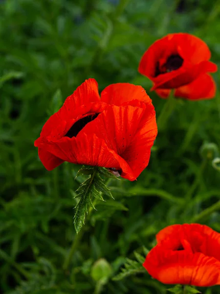 Parlak Yeşil Bahçede Kırmızı Gelincikler Çiçek Açan Gelincik — Stok fotoğraf