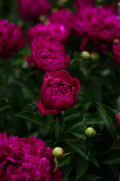 Flor Peônia Rosa Fundo Verde Esmeralda Jardim Pénis Rosa — Fotografia de Stock