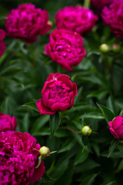 Flor Peônia Rosa Fundo Verde Esmeralda Jardim Pénis Rosa — Fotografia de Stock