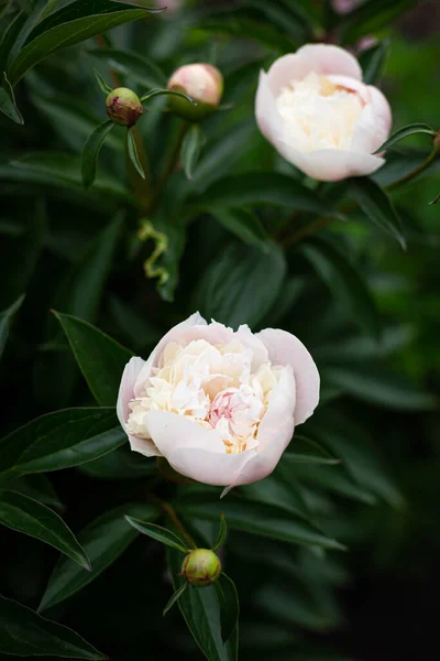 Flor Peônia Branca Delicada Com Pétalas Macro Para Fundo Floral — Fotografia de Stock