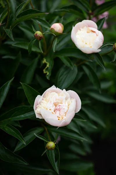 Flor Peônia Branca Delicada Com Pétalas Macro Para Fundo Floral — Fotografia de Stock