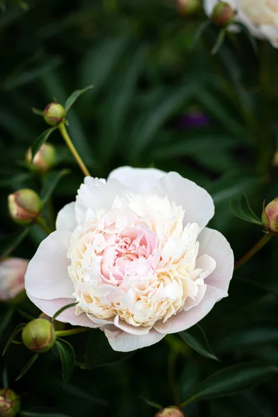 Нежный Белый Пионский Цветок Лепестками Макро Цветочного Фона Пион Саду — стоковое фото