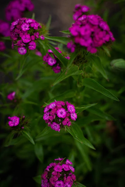 Phlox paniklemesine yakın çekim. Yaz bahçesi, sokaklarda çiçekler, çiçek tarlaları..