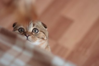 İskoç kedi yavrusu