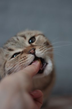 İskoç kedi yavrusu