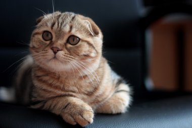 İskoç kedi yavrusu