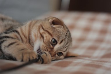 İskoç Fold yavru kedi oyun