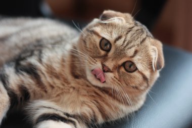 İskoç kedi yavrusu