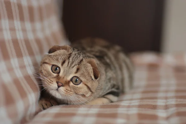 Scottish Fold kitten — Stock Photo, Image