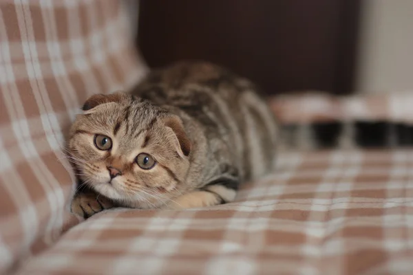 İskoç kedi yavrusu