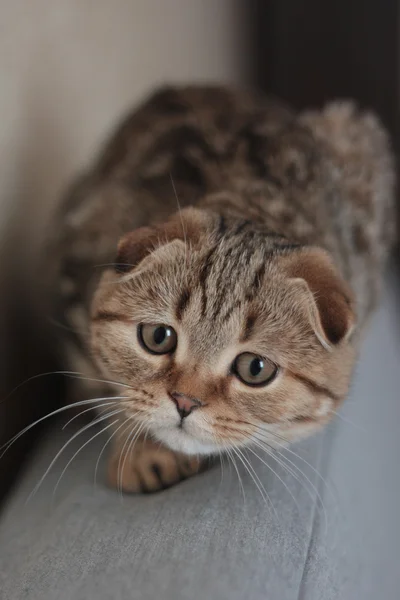 İskoç kedi yavrusu