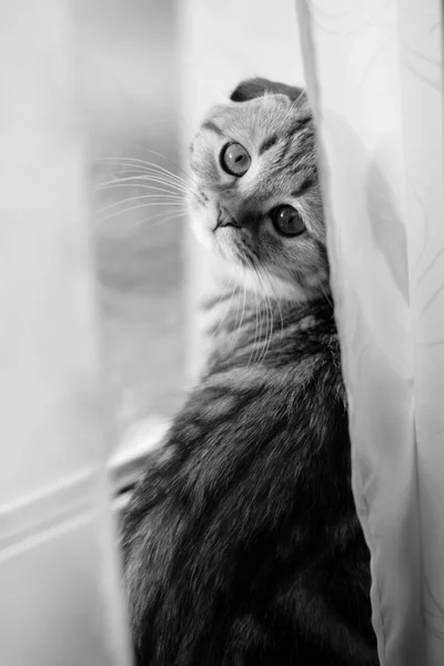 Schotse vouw kitten — Stockfoto