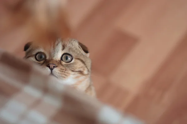 İskoç kedi yavrusu