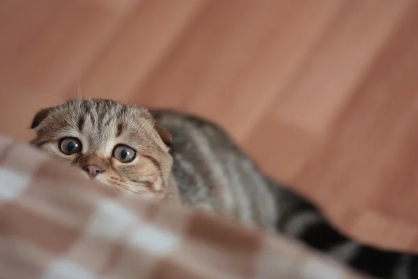 İskoç kedi yavrusu