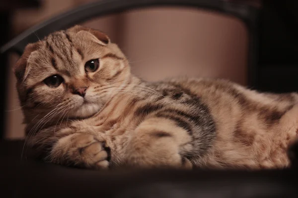 İskoç kedi yavrusu