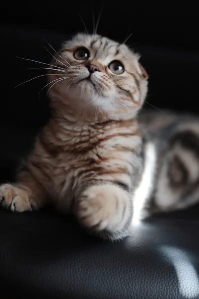 Scottish Fold kitten — Stock Photo, Image