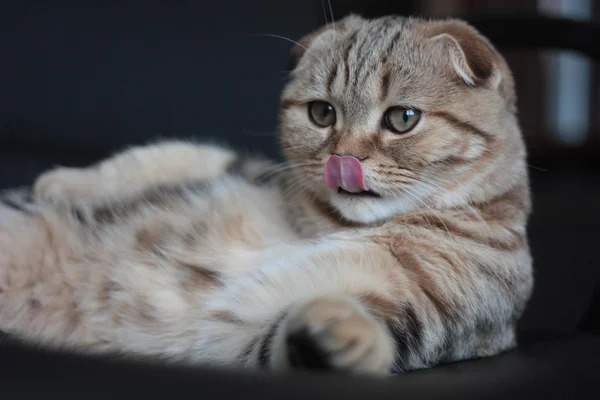 İskoç kedi yavrusu