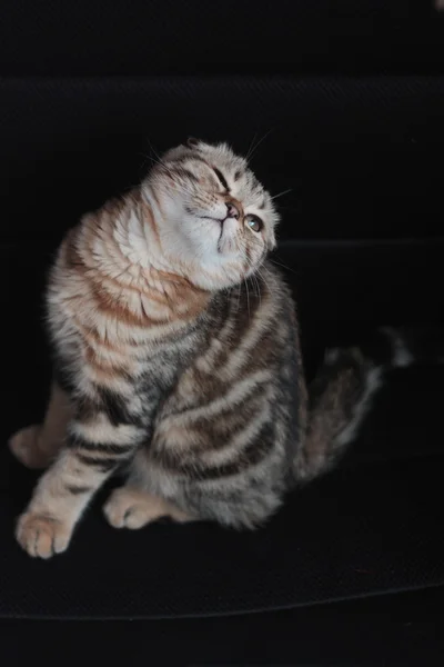 İskoç kedi yavrusu