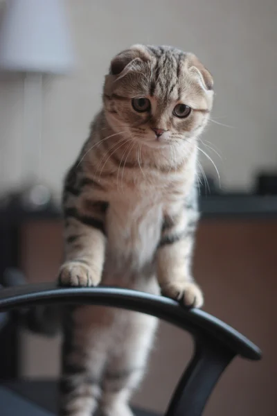 Escocês dobra gatinho — Fotografia de Stock