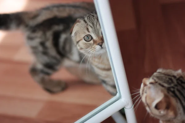 İskoç kedi yavrusu