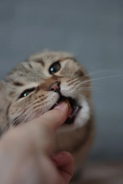 Escocês dobra gatinho — Fotografia de Stock