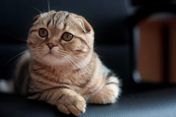 İskoç kedi yavrusu