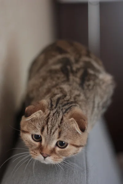 İskoç kedi yavrusu