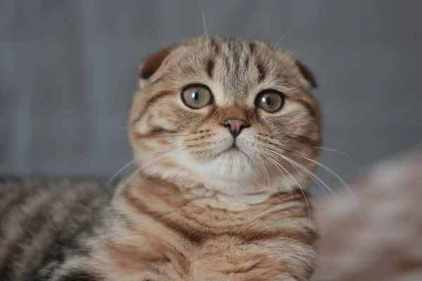 Escocês dobra gatinho — Fotografia de Stock