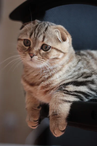 İskoç kedi yavrusu